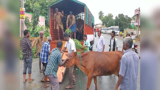 கொட்டும் மழையிலும்  பணி...சாலையில் சுற்றி திரிந்த 10-க்கும் மேற்பட்ட மாடுகள் பறிமுதல்!