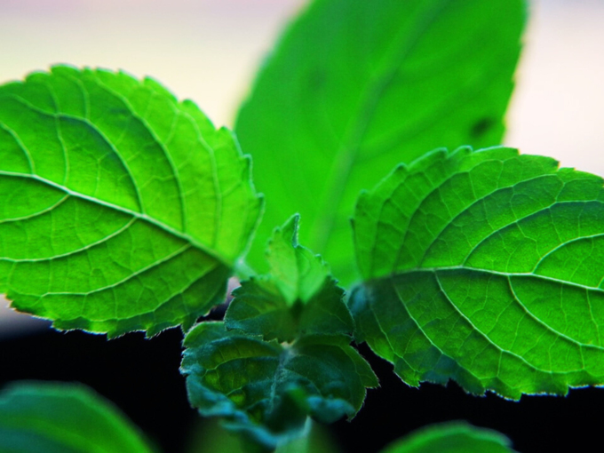 tulsi plant