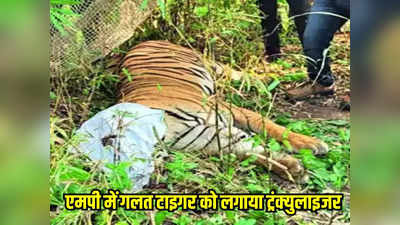 Seoni News: सिवनी में वन विभान ने गलत बाघ को ट्रैंकुलाइज किया, एनटीसीए ने एमपी फॉरेस्ट डिपार्टमेंट से मांगी रिपोर्ट