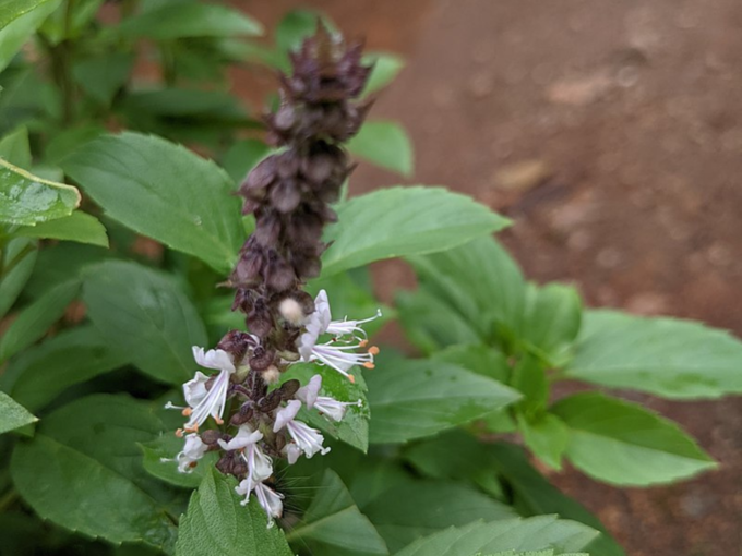 ಆಫ್ರಿಕನ್ ತುಳಸಿ:​