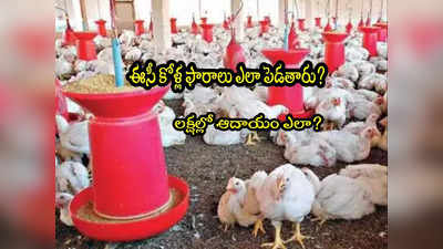 Poultry Farm: ఈసీ కోళ్ల ఫామ్స్.. ఒక్కసారి ఇన్వెస్ట్ చేస్తే లక్షల్లో ఆదాయం.. పూర్తి వివరాలివే!
