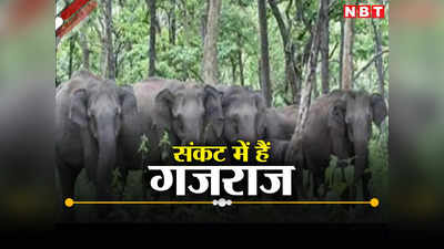 झारखंडः संकट में हैं गजराज... एक महीने में करंट लगने से 8 की मौत, 5 साल में 60 हाथियों की अलग-अलग कारणों से गई जान