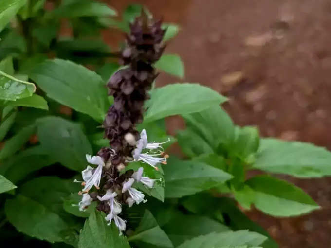 ఆఫ్రికన్ బాసిల్..