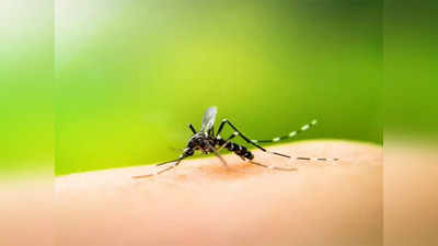 Indore News: डेंगू को लेकर इंदौर में अलर्ट, प्रशासन ने बताया ऐसे बचें इस गंभीर बीमारी से
