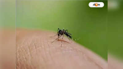 Dengue Symptoms : হিমেল হাওয়ায় কমবে ডেঙ্গির প্রকোপ? নিম্নগামী উইকলি গ্রাফও