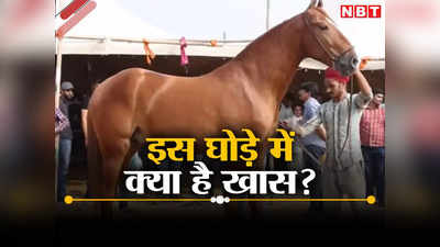 Pushkar Mela : भैंसे के बाद देखिए देश का सबसे ऊंचा घोड़ा, कीमत 11 करोड़, कराता है लाखों की कमाई