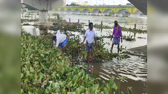 மதுரை: வைகை ஆற்றை ஆக்கிரமித்துள்ள ஆகாயத்தாமரைகள்! வீணாகும் வைகை அணை நீர்!