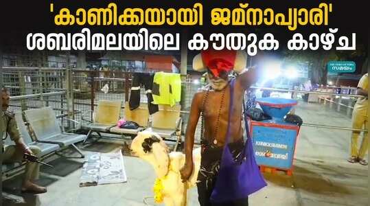 Jamnapyari goat Gifted for Sabarimala: അയ്യപ്പന് വ്യത്യസ്ത കാണിക്കയുമായി ഭക്തൻ; ശബരിമലയിലെ കൗതുക കാഴ്ച