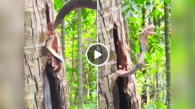 नारियल के पेड़ में फंसा था कोबरा, बंदे ने बचाने की कोशिश की तो फन फैलाकर किया अटैक, वीडियो वायरल