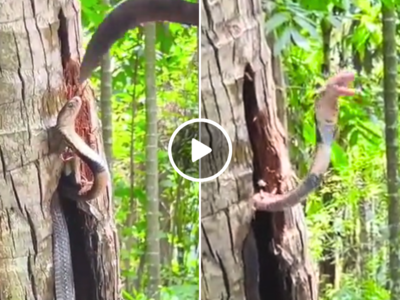 नारियल के पेड़ में फंसा था कोबरा, बंदे ने बचाने की कोशिश की तो फन फैलाकर किया अटैक, वीडियो वायरल