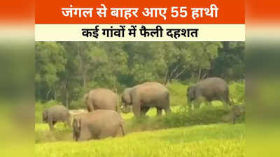 Korba News: जंगली हाथियों के हमले में 12 मवेशियों की मौत, दहशत में कई गांवों के लोग