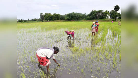 தனியார் நிறுவனங்களுக்கு தாரை வார்க்கப்படும் விவசாய நிலங்கள்: விவசாயிகள் சங்கம் கண்டனம்!