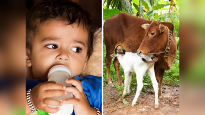 Cow Milk for Baby: छोटे बच्‍चों को नहीं देना चाहिए गाय का दूध, डॉक्‍टर से जानिए इसकी 5 वजह
