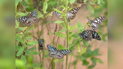 Butterfly in Kilukkampetti Plant: കിലുക്കാംപെട്ടിയുടെ ചങ്ങാതിമാരായി പൂമ്പാറ്റകൾ; ഈ കാഴ്ച രേണുകയുടെ വീട്ടിൽ മാത്രം
