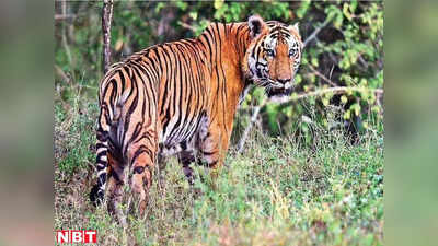 MP News: शहडोल में करंट लगने से बाघ की मौत, 11 ग्रामीण गिरफ्तार