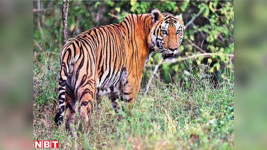MP News: शहडोल में करंट लगने से बाघ की मौत, 11 ग्रामीण गिरफ्तार