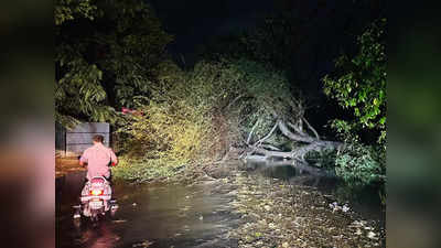 Satara Rain : साताऱ्यात थंडी गायब, अवकाळी पावसाची जोरदार बॅटिंग, रब्बी पिकांना फायदा, फळबाग शेतकरी चिंतेत