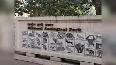 दिल्ली चिड़ियाघर में हार्ट अटैक और किडनी फेल से मरे शेर, टाइगर और जगुआर