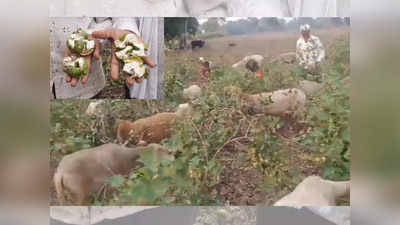 बोंड अळीमुळे कपाशीचं नुकसान; शेतकऱ्यांनी शेतात मेंढ्या सोडून ३ एकरवरील कापूस उपटून फेकला
