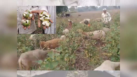 बोंड अळीमुळे कपाशीचं नुकसान; शेतकऱ्यांनी शेतात मेंढ्या सोडून ३ एकरवरील कापूस उपटून फेकला