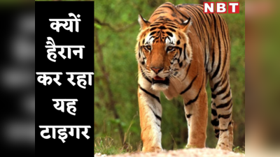 किसी पर हमला नहीं, न किसी ने देखा, 4 राज्यों का सफर करके 2000 किमी पैदल महाराष्ट्र से ओडिशा कैसे पहुंचा यह बाघ?