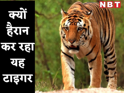 किसी पर हमला नहीं, न किसी ने देखा, 4 राज्यों का सफर करके 2000 किमी पैदल महाराष्ट्र से ओडिशा कैसे पहुंचा यह बाघ?