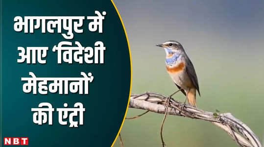 Bhagalpur News: हजारों किलोमीटर की यात्रा तय कर बिहार पहुंचे प्रवासी पक्षी, देखिए कैसे गुलजार हुआ इलाका