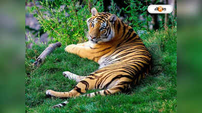 Royal Bengal Tiger : আজ থেকে সুন্দরবনের শুরু বাঘ গণনা