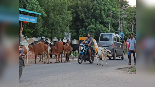 அட என்னடா இவங்க தொல்ல தாங்க முடியல...நெல்லையில் சுற்றித் திரியும் மாடுகளால் பொதுமக்கள் அவதி!!