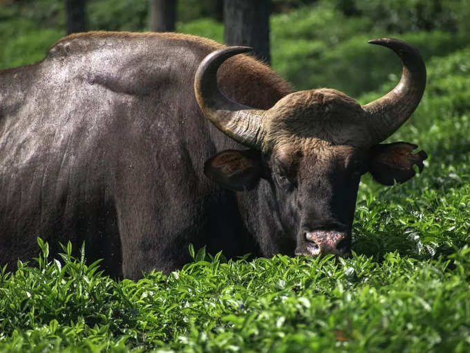 ಜವಾಡಿ