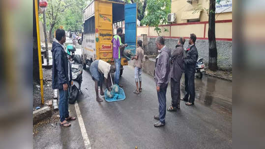 சென்னையில் பிடிக்கப்படும் தெருநாய்கள்! நாய்களை கட்டுப்படுத்த மாநகராட்சி எடுத்து வரும் அதிரடி நடவடிக்கை!