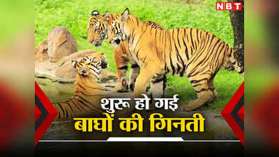 भारत में कितने टाइगर? सुंदरवन में बाघों की गिनती शुरू, जानें कैमरा ट्रैप से कैसे होती है पहचान