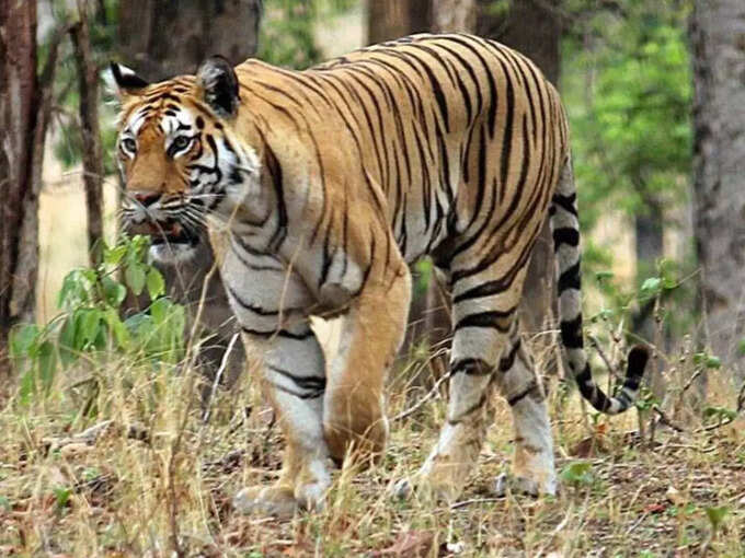 कैमरा ट्रैप से कैसे गिने जाते हैं बाघ कैमरा ट्रैप से कैसे गिने जाते हैं बाघ