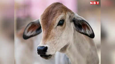 Chhindwara News: घर में घुसी गाय और बछड़े को सनकी ने दी तालिबानी सजा, गौ हत्या पर गर्माया माहौल