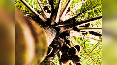 Coconut Tree: ಮನೆಯ ಮುಂದೆ ತೆಂಗಿನ ಮರವಿದ್ದರೆ ಹೀಗೆಲ್ಲಾ ಆಗುತ್ತಂತೆ.!