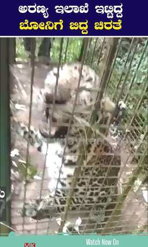 leopard rescued in mangaluru yekkaru village forest department cage trap