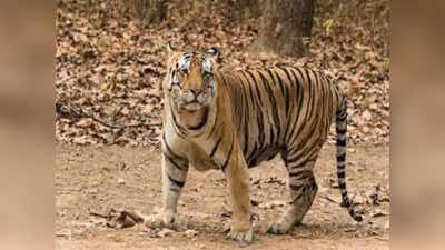 MP News: पेड़ पर बैठे युवक का रातभर इंतजार करता रहा बाघ, जानें सुबह में क्या हुआ