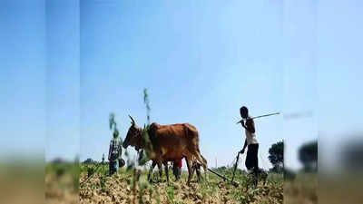गोंदियात शेकडो शेतकऱ्यांनी मृत्यूला कवटाळलं, २३ वर्षांत शासनाची फक्त १६७ कुटुंबीयाना मदत