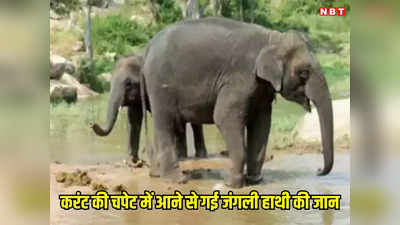 Chhattisgarh News: कोरबा में करंट लगने से गई जंगली हाथी की जान,  इलेक्ट्रिक डिपार्टमेंट की लापरवाही आई सामने
