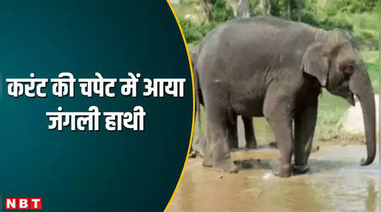 Chhattisgarh News: 11 केवी लाइन की चपेट में आया जंगली हाथी, करंट लगने से गई जान