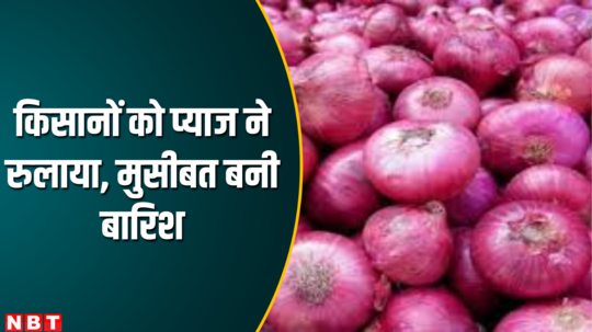 onion crop damage due to rain khandwa farmers are not getting fair price