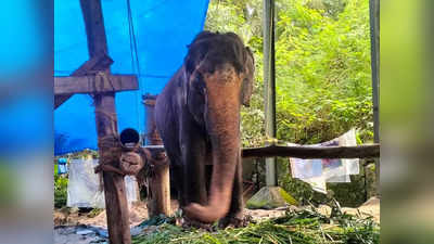 Guruvayur Elephant Thara Death: ഗജമുത്തശ്ശിക്ക് വിട; ഗുരുവായൂർ ആനക്കോട്ടയിൽ താര ഇനിയില്ല, വിടവാങ്ങിയത് കേശവനൊപ്പമുണ്ടായിരുന്ന പിടിയാന