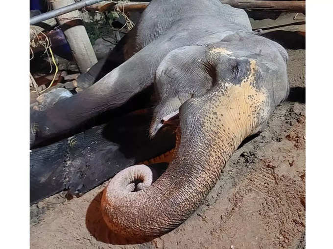 Guruvayur Elephant Thara Death