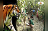 Sundarban Tiger: মাঝে মাঝে দেখা মিলছে দক্ষিণরায়ের, সুন্দরবনে বাঘ গুণতে কী কী ব্যবহার করা হচ্ছে, জেনে নিন