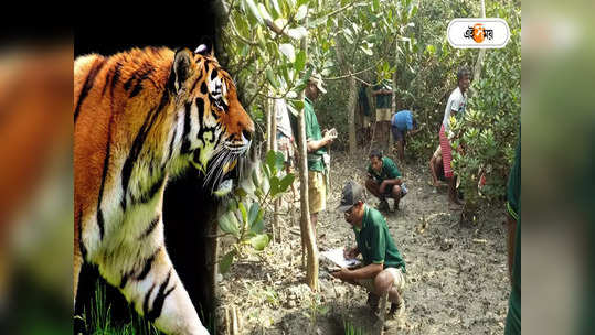 Sundarban Tiger: মাঝে মাঝে দেখা মিলছে দক্ষিণরায়ের, সুন্দরবনে বাঘ গুণতে কী কী ব্যবহার করা হচ্ছে, জেনে নিন 