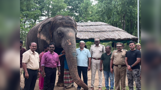 தென்காசியில் மீட்கப்பட்ட பெண் யானை எம். ஆர்.பாளையத்தில் உள்ள யானைகள் மறுவாழ்வு மையத்தில் ஒப்படைப்பு!