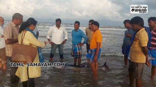 first aid for dolphin at pudhucherry