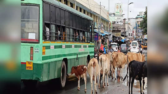 காஞ்சியில் சாலைகளில் சுற்றித் திரியும் மாடுகள்.. அச்சத்துடன் பயணிக்கும் வாகன ஓட்டிகள்!