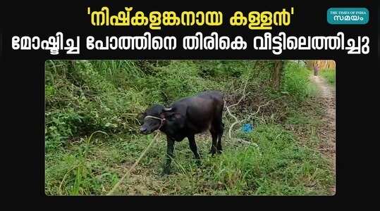 Buffalo Theft Case: പരാതി നൽകിയപ്പോൾ മോഷ്ടിച്ച പോത്തിനെ തിരികെയെത്തിച്ച് കള്ളൻ