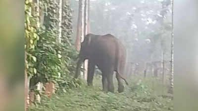 Wild Elephant Menace Dhoni: പിടി സെവനെ കീഴടക്കിയ ധോണിയിൽ വീണ്ടും കാട്ടാനശല്യം; പ്രദേശവാസികൾ ആശങ്കയിൽ